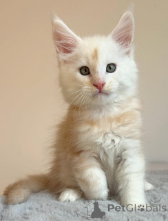 Фото №1. мейн-кун - купить в Аарау за договорная. Объявление №162904