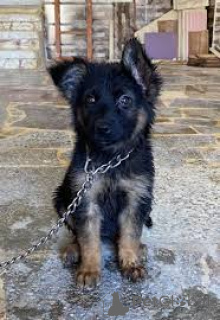 Фото №3. Немецкие овчарки щенков.  Германия