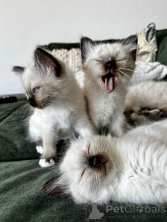 Фото №1. священная бирма - купить в Клей за 41745₽. Объявление №166318