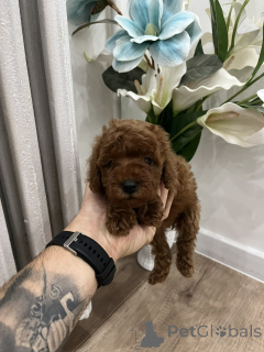 Фото №2 к объявлению №156680 о продаже пуделя (той) - купить в Сербии 