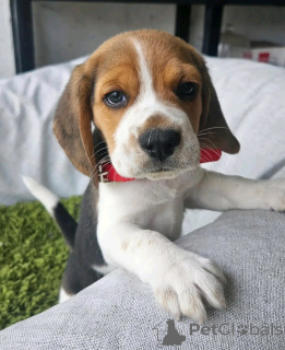 Фото №2 к объявлению №138857 о продаже бигля - купить в Германии заводчик