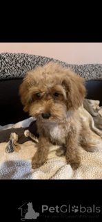 Фото №4. Продажа мальтийскую болонку, пуделя (карликового), мальтипу в Париже заводчик - цена 204088₽