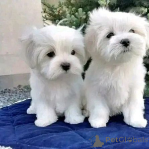 Фото №1.  - купить в Лиссабон за 69575₽. Объявление №160477