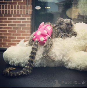 Фото №3. Мартышка Обезьяна.  США