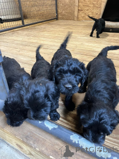 Фото №1. португальская водяная собака - купить в Амстердам за 62908₽. Объявление №163883