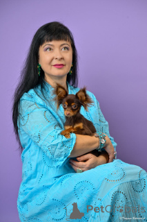 Фото №4. Продажа русского тоя в Хайфа из питомника - цена 179736₽