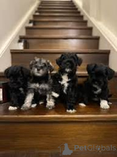 Фото №1. цвергшнауцер - купить в Париже за 64937₽. Объявление №166766