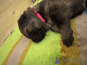 Фото №4. Продажа немецкую овчарку в Květnice  - цена Бесплатно