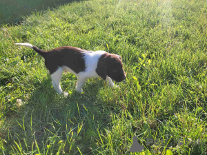 Фото №4. Продажа оттерхаунда в Белграде  - цена договорная