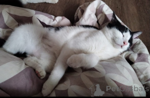 Фото №2 к объявлению №140656 о продаже  - купить в России частное объявление