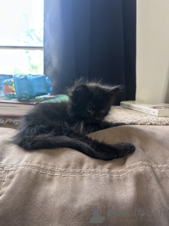 Фото №4. Продам мейн-куна в 9, двойные косяки  - цена 5914₽