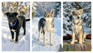Фото №1. беспородная - купить в Москова за Бесплатно. Объявление №166395