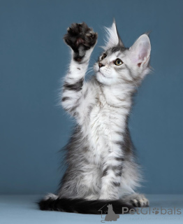 Фото №3. котята мейн кун. Россия