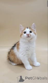 Фото №3. Котята Курильского бобтейла. Беларусь