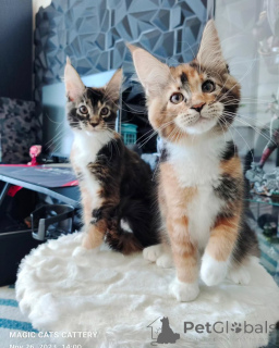 Фото №1. мейн-кун - купить в Пепел за договорная. Объявление №166216