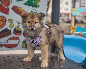Фото №3. Ищет дом миниатюрная принцесса Луна!.  Россия