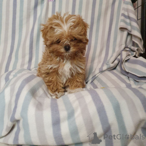 Фото №1. пудель (той) - купить в Мюнхене за 41745₽. Объявление №159053