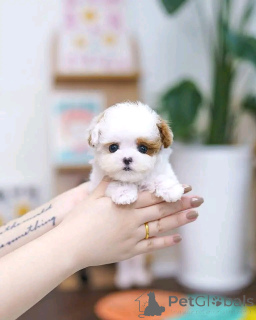 Фото №3. Миниатюрный щенок дерьцу для усыновления.  США