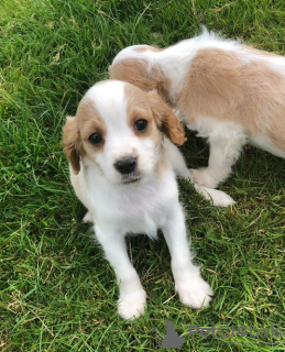 Фото №3. Adorable Cavalier King Charles Puppies for free adoption.  Германия