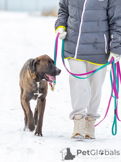 Фото №2 к объявлению №163070 о продаже беспородную - купить в России частное объявление