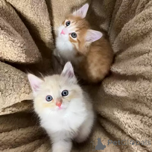 Фото №2 к объявлению №167271 о продаже сибирская - купить в Германии частное объявление