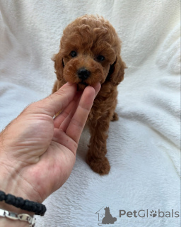 Фото №2 к объявлению №147259 о продаже пуделя (королевского) - купить в Австралии заводчик