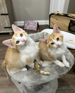 Фото №3. Домашняя кошка. Германия