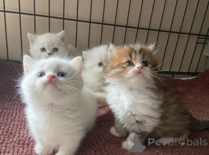 Фото №1. манчкин короткошёрстная - купить в Тауфкирхен за 41745₽. Объявление №166308