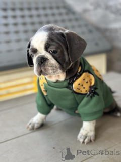 Фото №2 к объявлению №155043 о продаже пагля - купить в Сербии 