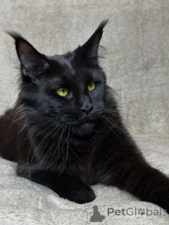 Фото №3. Встречайте Ориона смелого, величественного и полного сердца. Маленький король,. Нидерланды