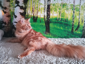 Фото №3. Огромный и красивый котик Мейн Кун. Россия