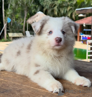 Фото №2 к объявлению №166820 о продаже бордер-колли - купить в Германии заводчик