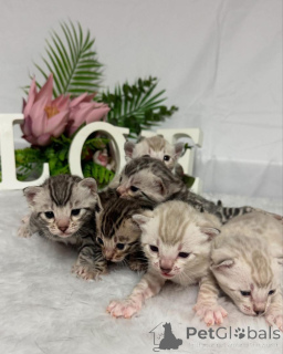 Фото №1. бенгальская - купить в Баден за 69575₽. Объявление №152766