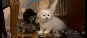 Фото №1. манчкин - купить в Бонн за 32468₽. Объявление №154212