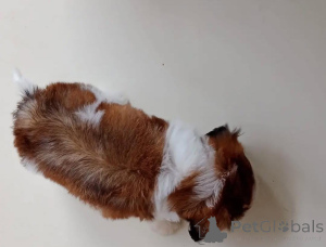 Фото №3. Wunderschöne Shih-Tzu-Welpen suchen einliebevolles neues Zuhause.  Германия