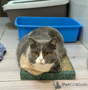 Фото №3. Кошка Феня метис шотландской ждет заботливых хозяев. Россия