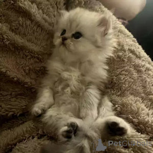 Фото №2 к объявлению №167269 о продаже персидская - купить в Германии частное объявление