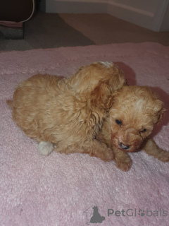 Фото №1. мальтипу - купить в Нью-Йорке за 31454₽. Объявление №159151