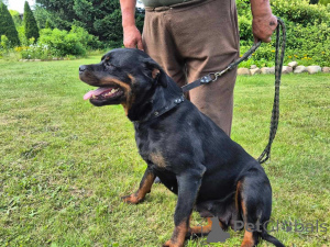 Фото №3. Знакомьтесь с самыми красивыми щенками.  Германия