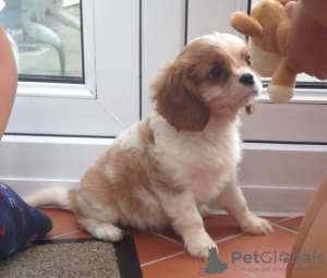 Фото №3. Adorable Cavalier King Charles Puppies for free adoption.  Германия