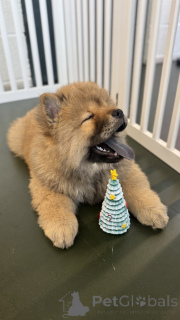 Фото №3. Зимние красивые щенки Човски.  США