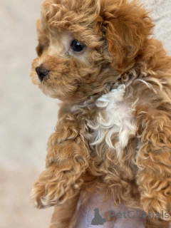 Фото №1. мальтипу - купить в Берлине за 83490₽. Объявление №149827