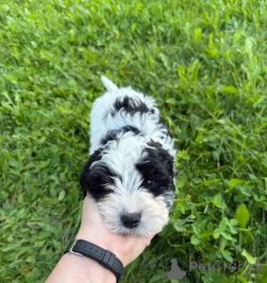 Фото №3. Cavapoo-Welpen schreiben Sie mir per WhatsApp an 44 7453 907158.  Германия