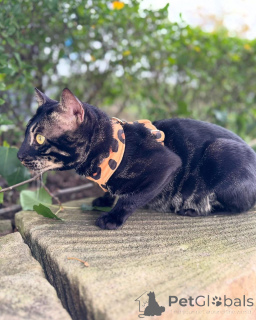 Фото №2 к объявлению №152773 о продаже бенгальская - купить в Франции частное объявление