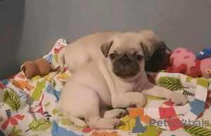 Фото №4. Продажа мопса в Bristol частное объявление - цена 111320₽