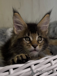 Фото №1. мейн-кун - купить в Альбом за 121₽. Объявление №161206