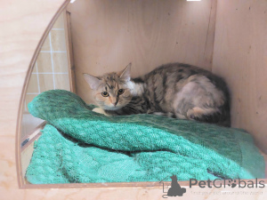 Фото №1.  - купить в Химках за Бесплатно. Объявление №166394