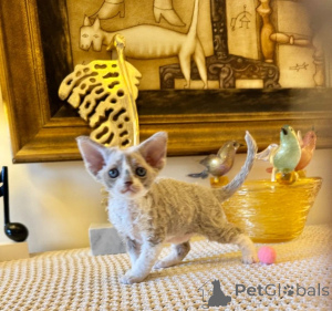 Фото №1. мейн-кун - купить в Рюдерсдорф за 41745₽. Объявление №166310