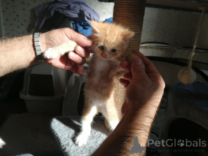 Фото №3. Продаются чистокровные котята мейн-кун.. Германия