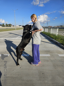 Фото №4. Продажа кане-корсо в Могилёве заводчик - цена 1298896652₽